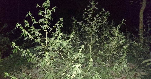 কা‍ঁঠালিয়ায় ২০৭টি গা‍ঁজা গাছ উদ্বার, চাষী গ্রেফতার 