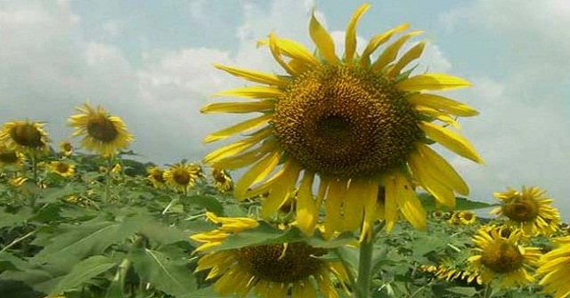 'গরুর সাথেই ঘুমাচ্ছি আবার জেগে উঠছি'