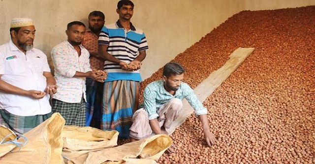 ভারতে যাচ্ছে স্বরূপকাঠির সুপারি, মৌসুমে শতকোটির বাণিজ্য