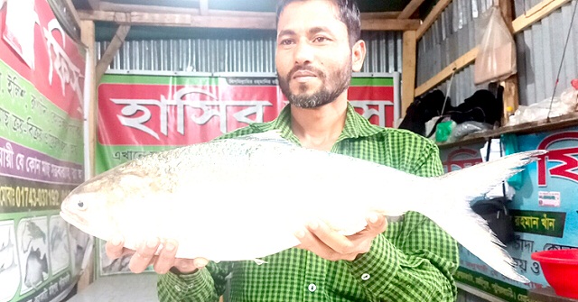 কুয়াকাটায় সাড়ে ৬ হাজারে বিক্রি হলো এক ইলিশ