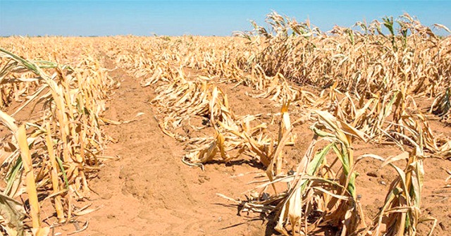 জিম্বাবুয়েতে ভয়াবহ খরা, জাতীয় দুর্যোগ ঘোষণা