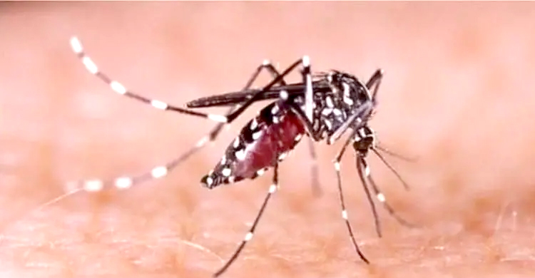  বরগুনায় ডেঙ্গুতে ব্যবসায়ীর মৃত্যু