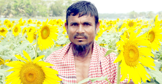 মঠবাড়িয়ায় সূর্যমুখী আবাদে ঝুঁকছেন প্রান্তিক কৃষকরা