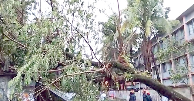 ঝালকাঠিতে ঘূর্ণিঝড় মিধিলির প্রভাবে পাঁচ শতাধিক গাছ উপড়ে পড়েছে