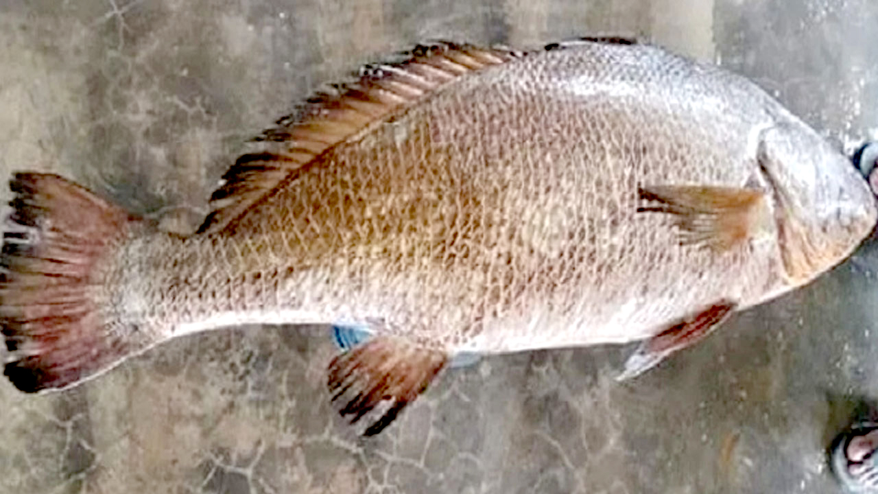 জেলের জালে বিরল কালো পোয়া, বিক্রি ৭২ হাজার টাকায়