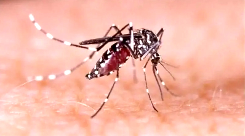 একদিনে ডেঙ্গুতে ৬ মৃত্যু, হাসপাতালে ভর্তি ৬৪৭