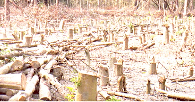 ভোলার ঢালচরে নির্বিচারে উজাড় হচ্ছে বন