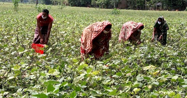 পটুয়াখালীতে আগাম মুগডাল চাষে কৃষকের মুখে হাসি