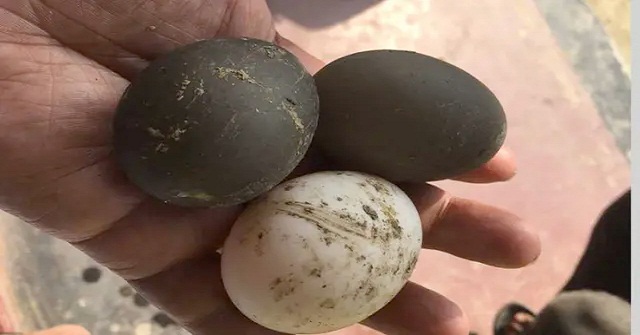 গলাচিপায় পাতিহাঁস পাড়ল কালো ডিম