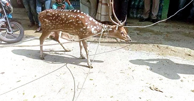 বিষখালী নদী থেকে উদ্ধার হওয়া হরিণ অবমুক্ত