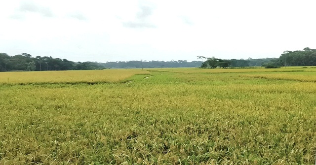 দ্বিগুণ টাকাতেও মিলছে না ধান কাটার শ্রমিক!