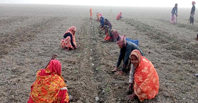 আমতলীতে তরমুজ চাষে ব্যস্ত কৃষক