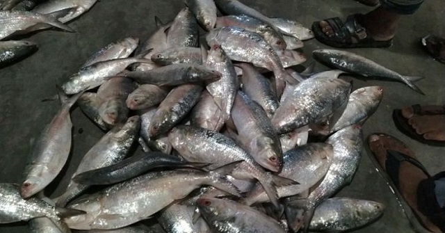 ২২ দিন পর বাজারে মিলছে ইলিশ