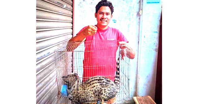 গলাচিপায় বিপন্ন প্রজাতির গন্ধগোকুল উদ্ধার 
