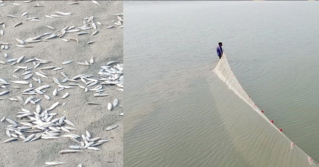 চর বিজয়কে ঘিরে চলছে ছোট মাছ মারার মহোৎসব