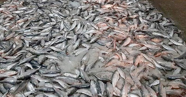 আমতলীতে ৪০০ কেজি জাটকা আটক