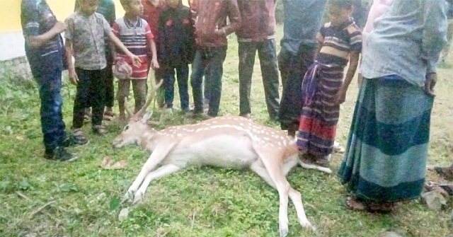 লাল-সবুজের পতাকা নিয়ে পদ্মার পাড়ে যাবে দখিনের লাখো মানুষ