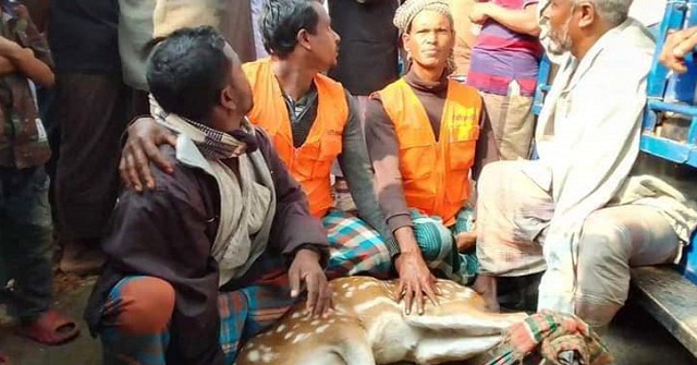 পাথরঘাটায় হরিণ উদ্ধার
