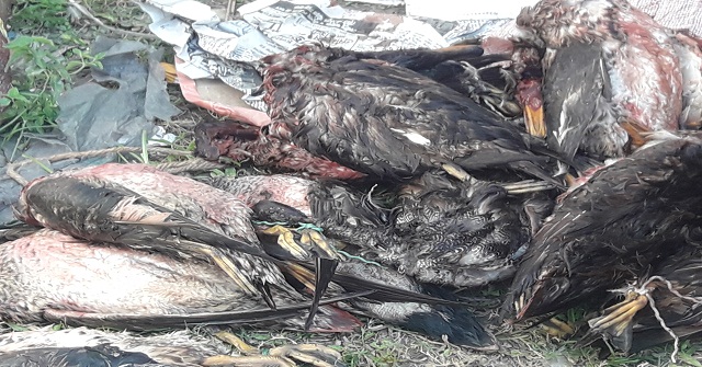 দৌলতখানে নির্বিচারে অতিথি পাখি শিকার, আটক দুই