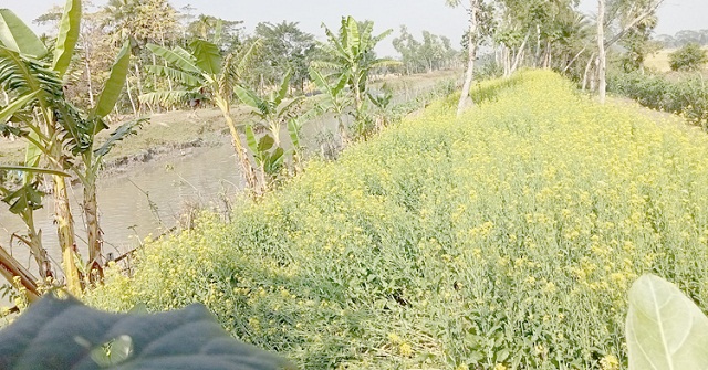 সরিষার হলুদ রঙে ছেয়ে গেছে ধানসিঁড়ির তীর