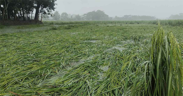  মিধিলির প্রভাবে দক্ষিণাঞ্চলে কৃষিতে ১৮১ কোটি ৬৬ লাখ ও বনজ সম্পদে ৬ কোটি টাকার ক্ষতি