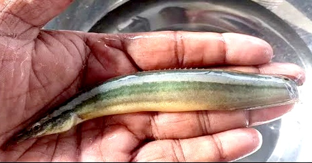 শিশুর গলায় ঢুকে গেল আস্ত বাইন মাছ, মায়ের সামনেই মৃত্যু