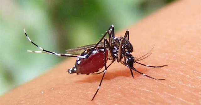 বরিশালে ২৪ ঘণ্টায়  ১০২ জনের ডেঙ্গু শনাক্ত হয়েছে,