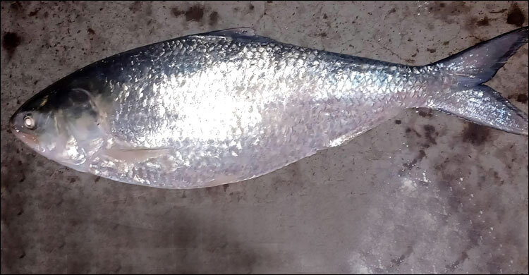 এক ইলিশ বিক্রি ১৪ হাজার টাকায়