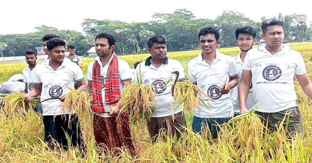 মঠবাড়িয়ায় কৃষকদের পাকা ধান কেঁটে দিচ্ছে ছাত্রলীগ 