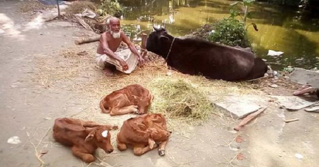 গৌরনদীতে এক গাভীর তিন বাচ্চা প্রসব