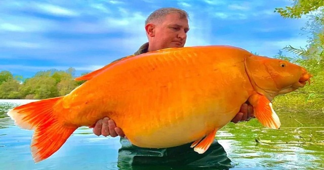 ৩০ কেজি ওজনের গোল্ডফিশ, ভেঙ্গে দিল সব রেকর্ড!