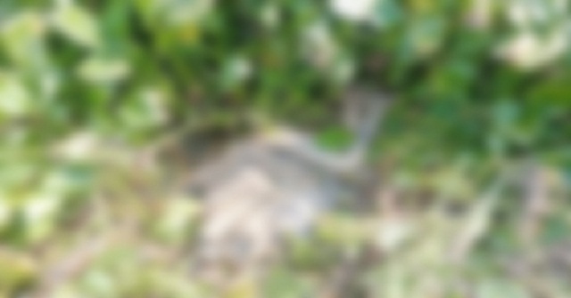 নির্বাচনে বিঘ্ন সৃষ্টিকারীদের কঠোর হস্তে দমন করতে হবে : পুলিশ কমিশনার 