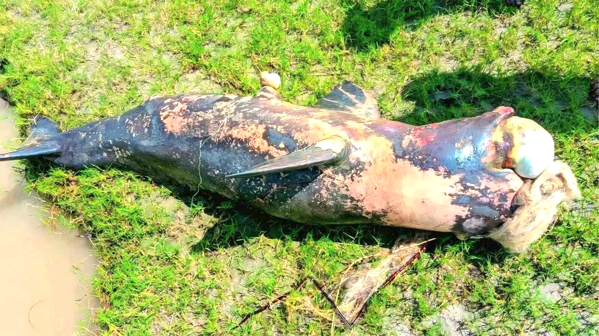 ভেসে আসা মরা ডলফিনের দুর্গন্ধে অতিষ্ঠ ঢালচরবাসী