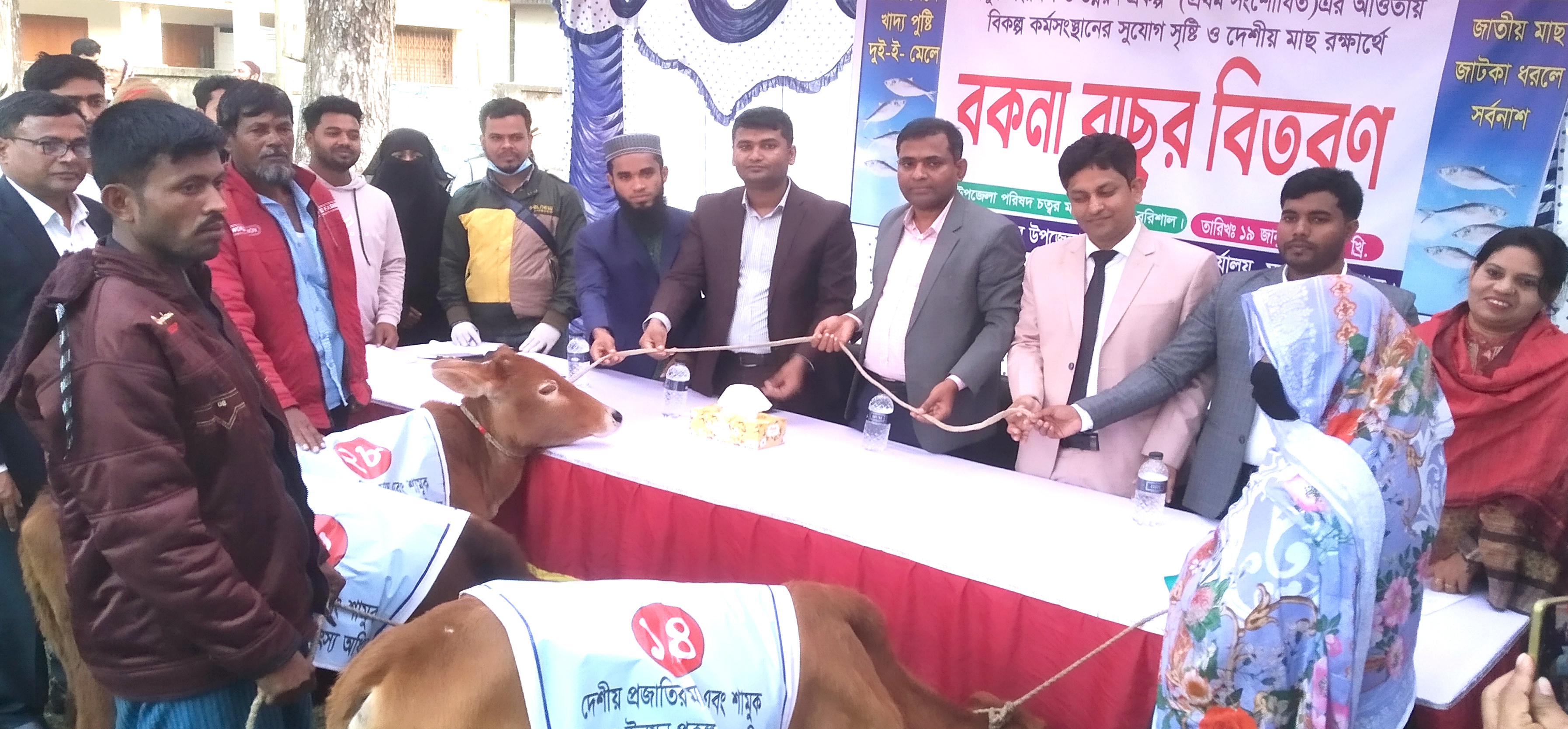 মুলাদীতে জেলেদের মাঝে বকনা বাছুর বিতরণ