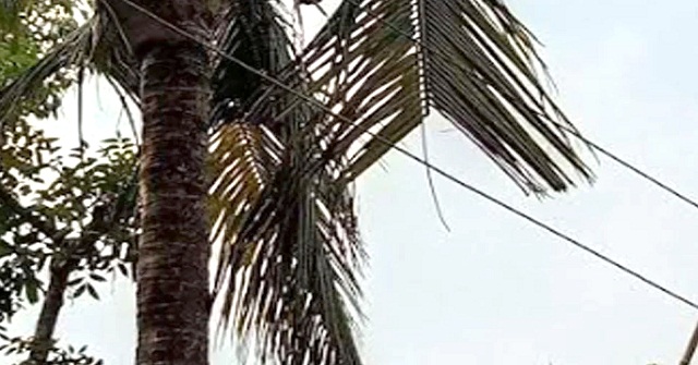 চরফ্যাশনে বিদ্যুতের তারে পাতা পড়ে মৃত্যু
