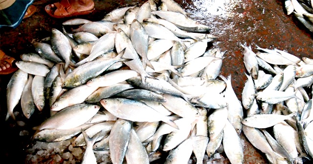 মধ্যরাত থেকে বন্ধ হচ্ছে ইলিশ শিকার