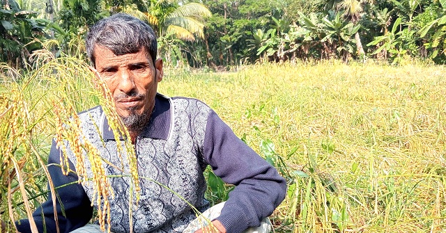 ক্ষেতের কাঁচা ধান কেটে নেয়ার চেষ্টা প্রতিপক্ষের বিরুদ্ধে 