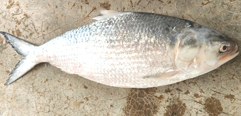 এক ইলিশ বিক্রি হলো ৫৬০০ টাকা