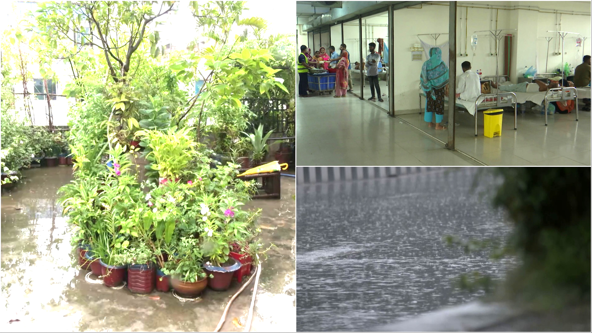 থেমে থেমে বৃষ্টির প্রভাবে বাড়ছে ডেঙ্গুর প্রকোপ