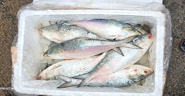 প্রথম চালানে ভারতে গেল ৪৪ হাজার ২৬০ কেজি ইলিশ