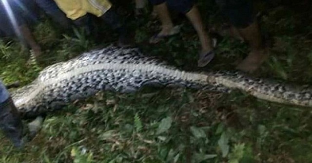 অজগরের পেটে মিলল নারীর ‘অক্ষত’ মরদেহ! 