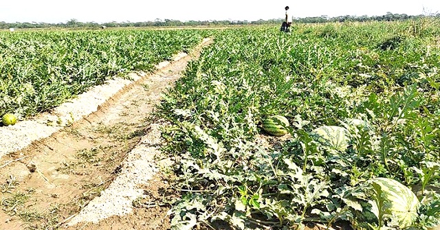  রাজাপুরের বিষখালী নদীর তীরে তরমুজের বাম্পার ফলন