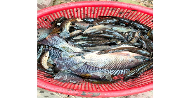 দক্ষিণাঞ্চলে বিলুপ্তির পথে দেশি প্রজাতির মাছ