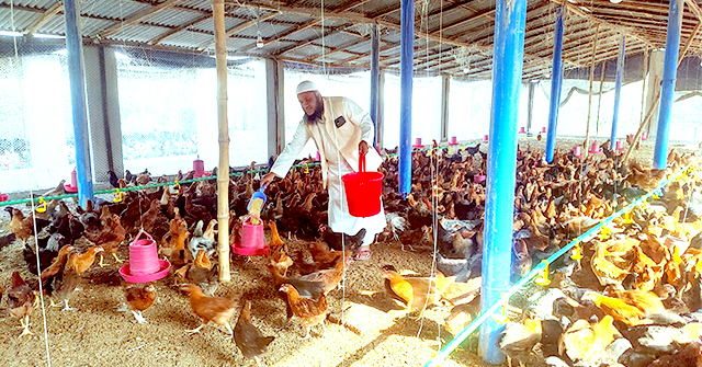 ইউটিউব দেখে মুরগি পালনে সফল প্রবাস ফেরত মনিরুজ্জামান