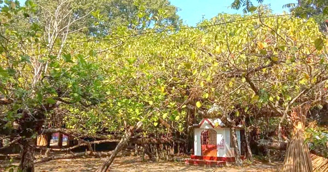  চরমোনাই রাজারচরে দাঁড়িয়ে আছে সাড়ে ৩শ বছরের ‘অক্সিজেন ব্যাংক’