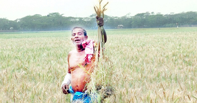 ভোলায় গমখেতে পোকার আক্রমণ, মরে যাচ্ছে গাছ