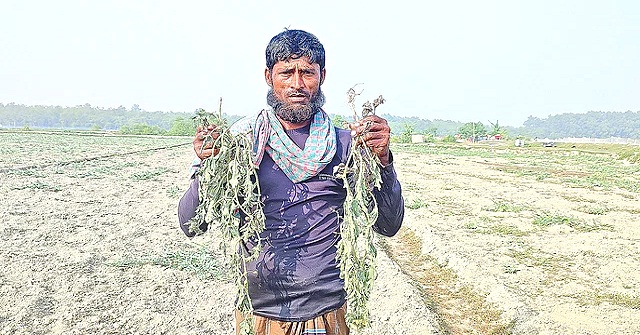 রাঙ্গাবালীতে অজানা রোগে মরছে তরমুজগাছ
