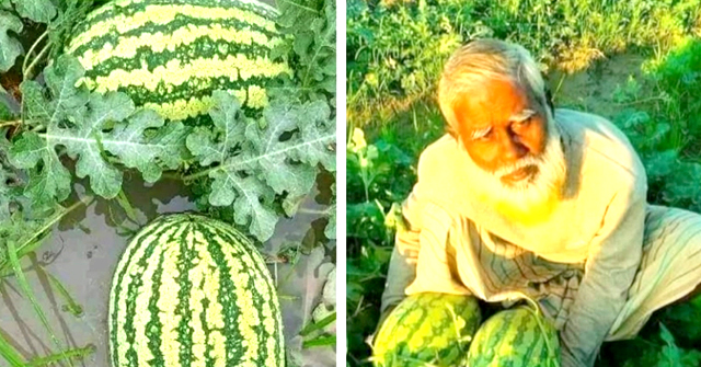 আমতলীতে ভারি বর্ষণে তলিয়ে গেছে তরমুজক্ষেত