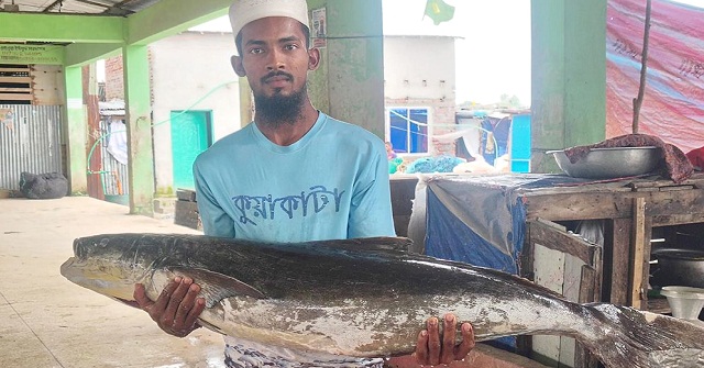 কুয়াকাটায় ২০ কেজির সামুদ্রিক শোল বিক্রি ১৪ হাজার টাকায়