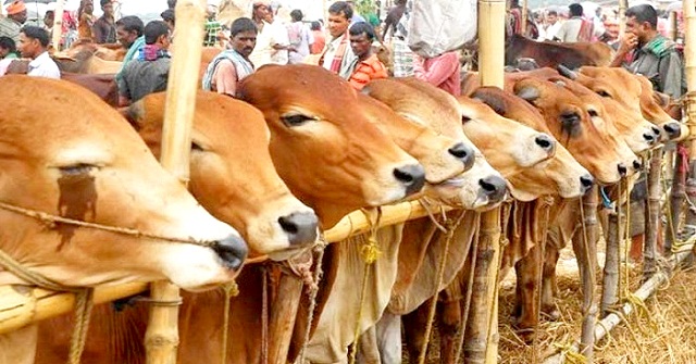 বরিশাল বিভাগে ‍এবার কোরবানির পশুর চাহিদা ৪ লাখ ৭৮৩টি